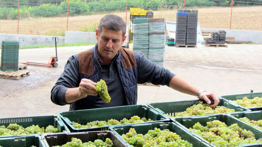 Sovinjoni i šardonei najavljuju dobru godinu