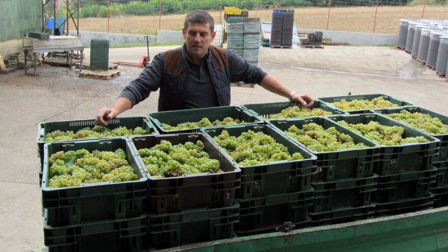 Šta sve utiče na kvalitet grožđa?