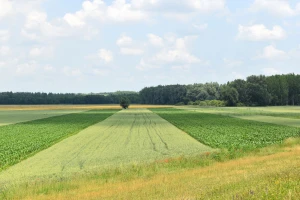 Cijena oranica na Jadranu skuplja za gotovo 12.000 kuna/ha u odnosu na kontinent