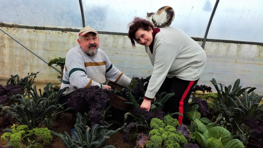 Na OPG-u Neduhal uzgajaju 50 kultura, od začinskog bilja do čička, daikona i potočarke
