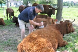 Uzgoj Salers goveda - poljoprivreda za lijenčine?