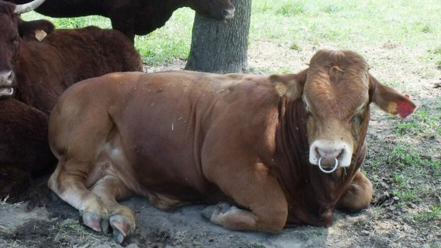 Iz mliječnog govedarstva u sustav krava-tele, na promjenu ih natjerala nužda