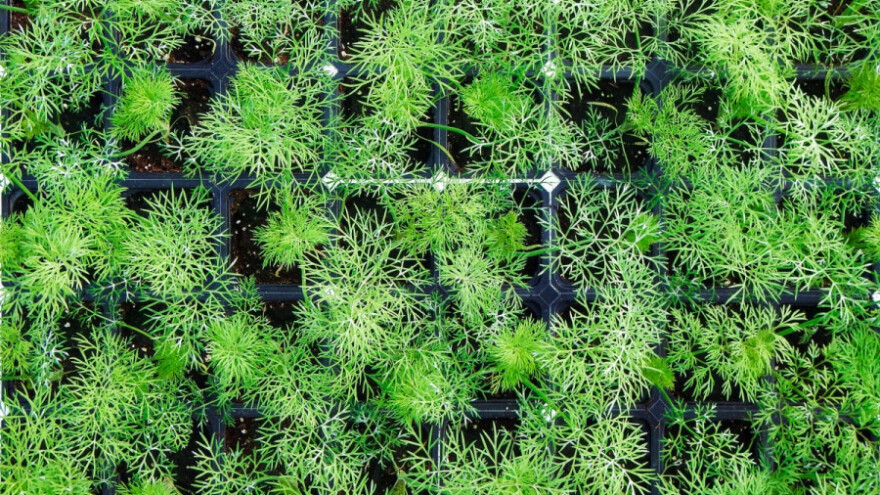 Vreme je za setvu mirođije