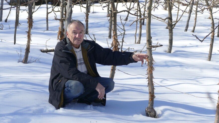 Divlje svinje uništile 180 stabala jabuke - kapitalac tresao voćke