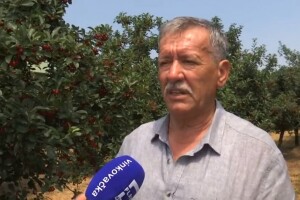 Miroslav Knežević: Ove godine imamo rekordan urod višnje, a ključ uspjeha je u jednostavnosti