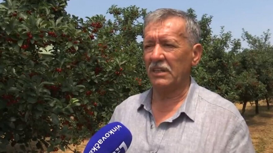 Miroslav Knežević: Ove godine imamo rekordan urod višnje, a ključ uspjeha je u jednostavnosti