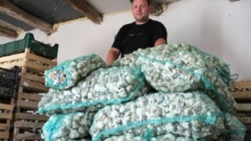 Proizveli 2,5 tona češnjaka