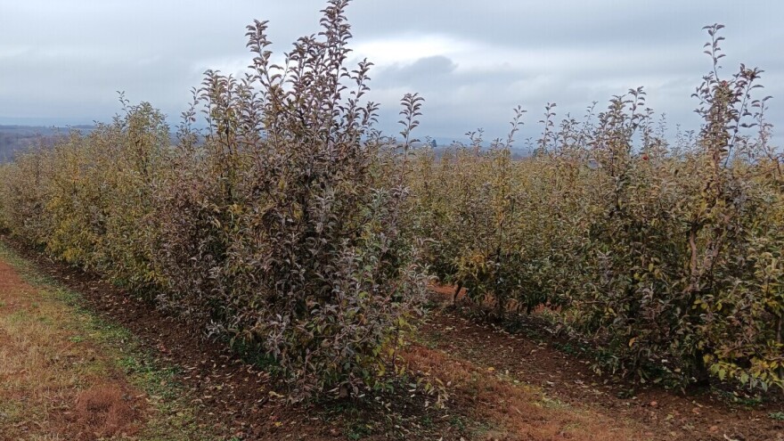 Ervinija u zasadima jabuke i kruške - šta preduzeti?