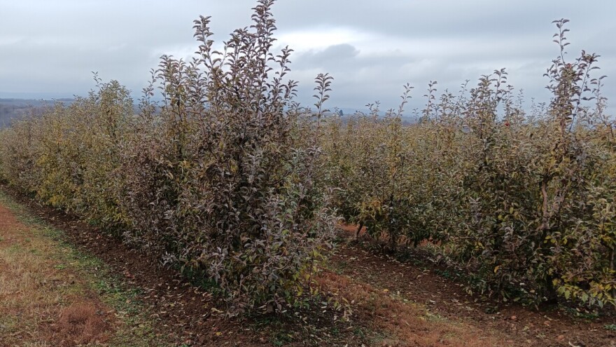 Ervinija uočena u zasadima jabuke i kruške - šta preduzeti?