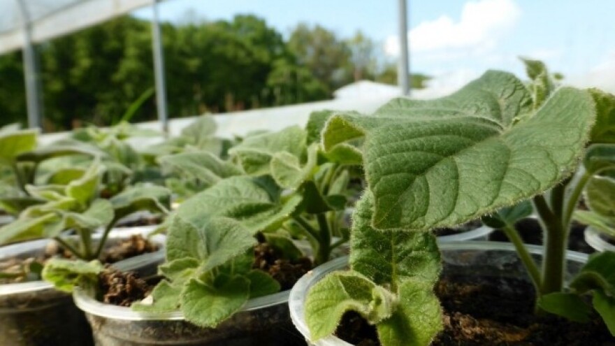 Kako prepoznati kvalitetnu sadnicu paulovnije?