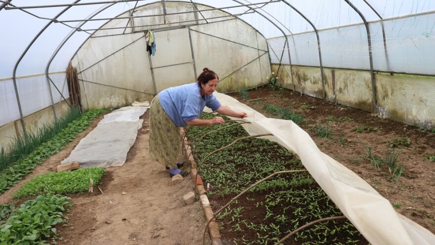 Mirzaha stigne i u plastenik i na pijacu, kad podvuče crtu - ima računice