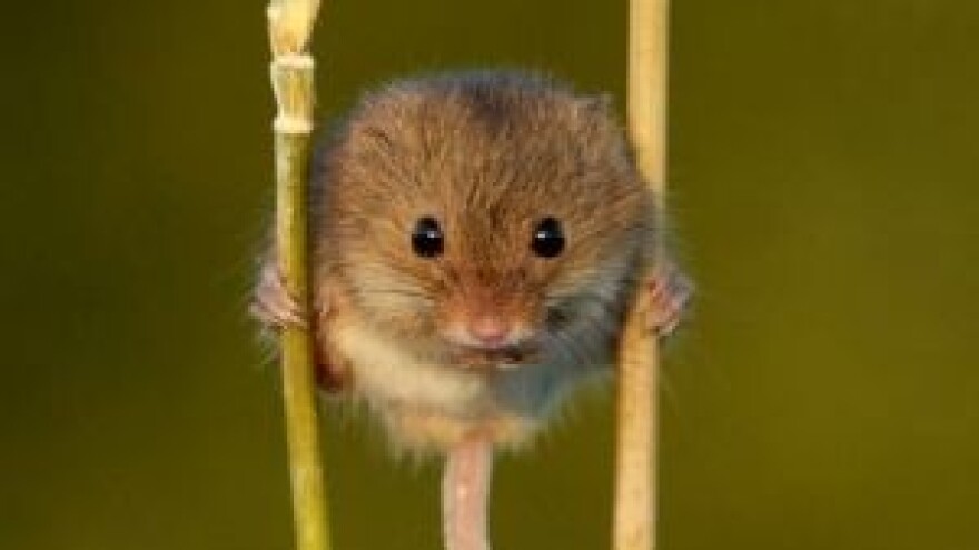 Najezda glodavaca zbog toplog vremena