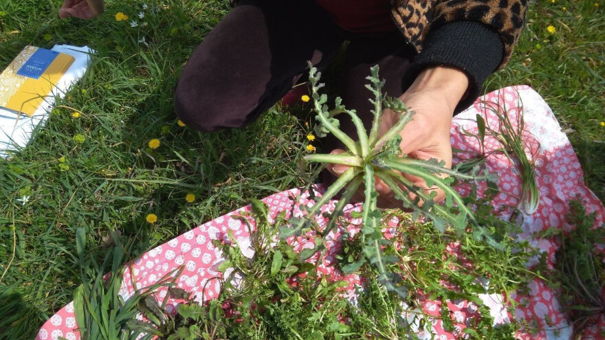 Mišanca - jestivo samoniklo bilje