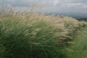 Proizvodnja biodizela iz biljke Miscanthus
