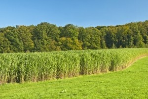 Hoće li proizvodnja celuloze biti najznačajnija industrijska grana?