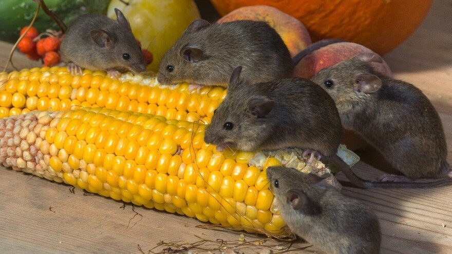 Miševi i pacovi noćna su mora svakog domaćinstva - na šta paziti?