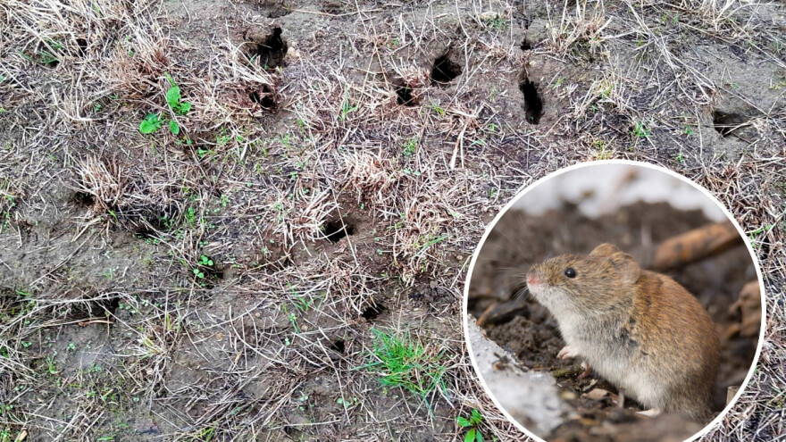 Štetočine pustoše ozime usjeve - hrane se zrnevljem i klijancima