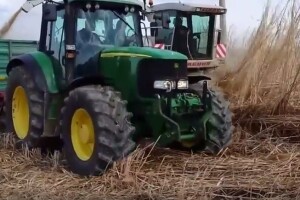 Miskantus u trećoj godini daje 20 tisuća kg trske!