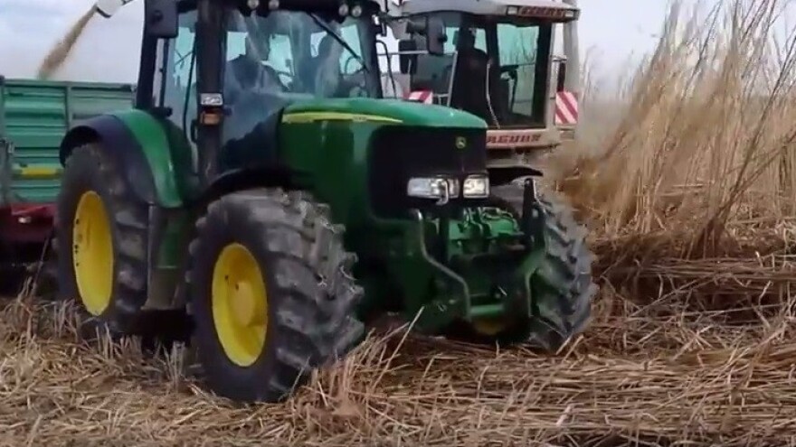 Miskantus u trećoj godini daje 20 tisuća kg trske!