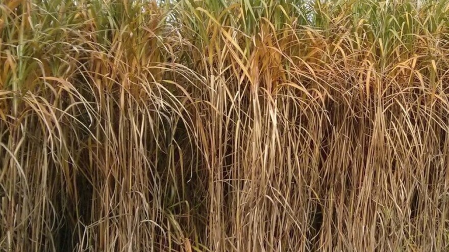 Miskantus, građevinski materijal budućnosti sa - njive