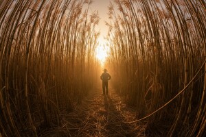 Miskantus u trećoj godini daje 20 tisuća kg trske!