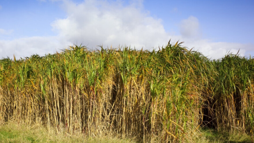 Miskantus - uspijeva i na devastiranim zemljištima