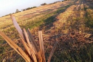Završila košnja ekološkog Miscanthusa
