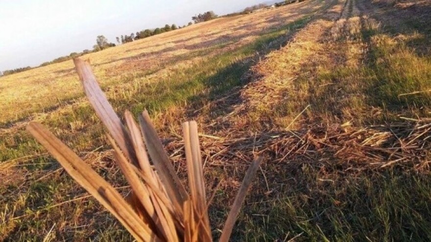 Završena kosidba ekološkog Miskantusa