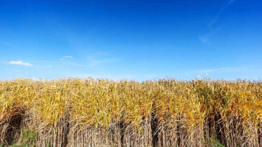 Potraga za tržištem miskantusa na OPG Blažević
