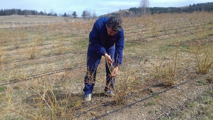 Lopovi ukrali sadnice i treset sa plantaže borovnice kod Nove Varoši
