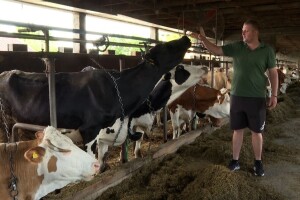 Mišurići se obučili osjemenjavati krave i smanjili troškove proizvodnje