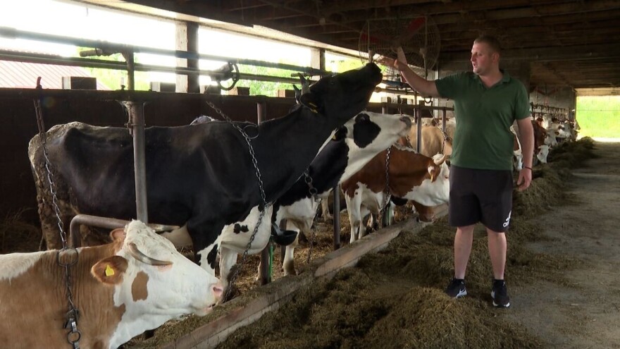 Mišurići se obučili osjemenjavati krave i smanjili troškove proizvodnje