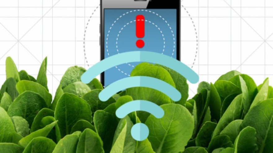 Nanobionički špinat koji detektira eksploziv