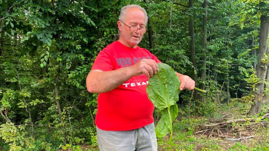 U dvorištu penzionisanog profesora matematike rijetke biljke, pa i džinovska bokvica