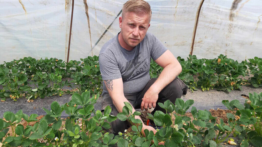 Miloš Mitić: Očekujem pet tona jagode alba, nadam se dobroj ceni