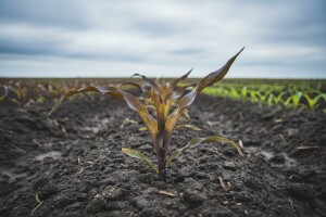 Mitovi i zablude o gnojidbi