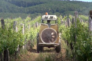 Traminac Ante Miličevića iz Mitrovca najbolji u Hrvatskoj