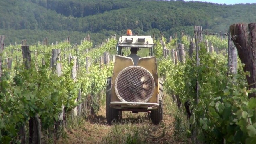 Traminac Ante Miličevića iz Mitrovca najbolji u Hrvatskoj