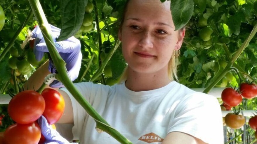 Stižu sočne domaće rajčice iz Baranje