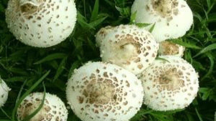 U šumu s dozvolama za sakupljanje šumskih plodova