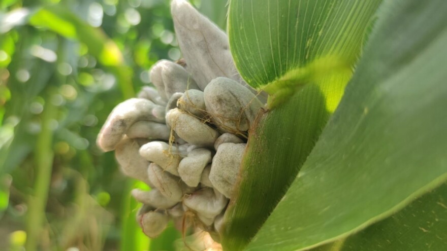 Kako smanjiti šansu za pojavu mehuraste gari?