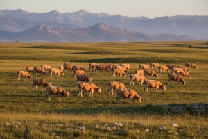 Mjera 4: Farma francuskih krava u srcu Like