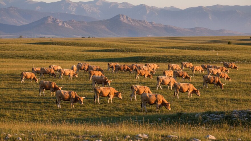 Mjera 4: Farma francuskih krava u srcu Like