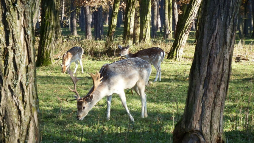 Ispravak Pravilnika o provedbi Mjere 4!