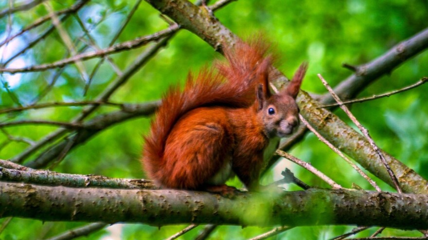 Objavljen novi natječaj za mjeru 8.5.1. iz Programa ruralnog razvoja