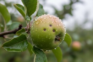 Mjere u zaštiti jabuka