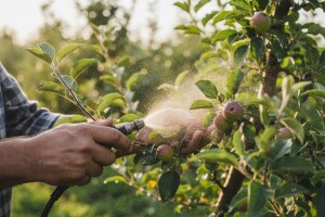 Mjere u zaštiti jabuke