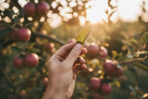 Mjere u zaštiti jabuke