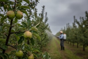 Mjere u zaštiti jabuke