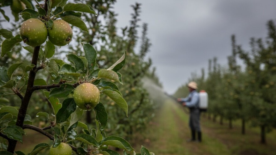Mjere u zaštiti jabuke